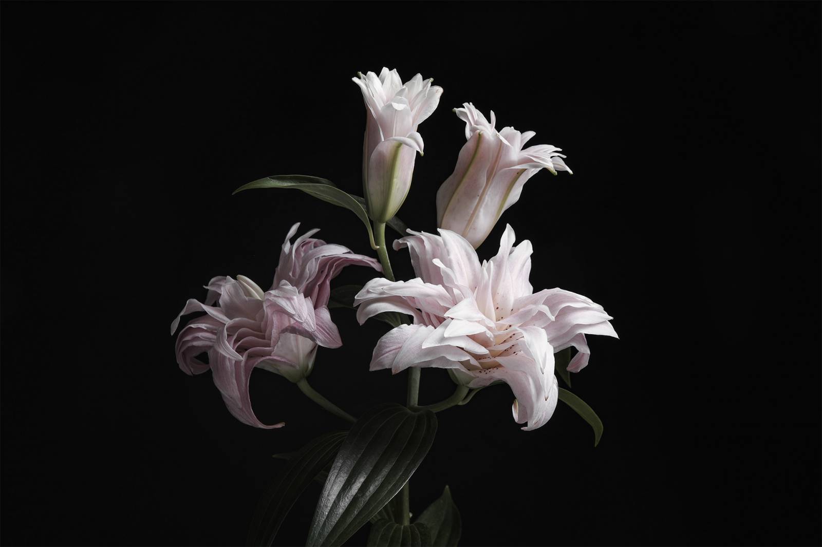 composition florale by franck hernandez
